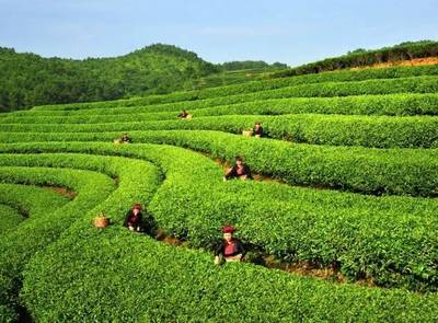 【茶·识】适制绿茶的茶树品种类型探析