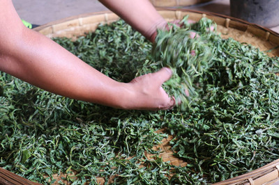 滇红茶香韵天成 探秘云南红茶的匠心制作工艺