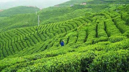 闲话六堡茶 一叶沉香，岁月之味